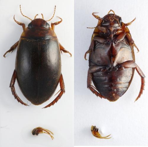 Réf. 254 006 : Rhantus exsoletus